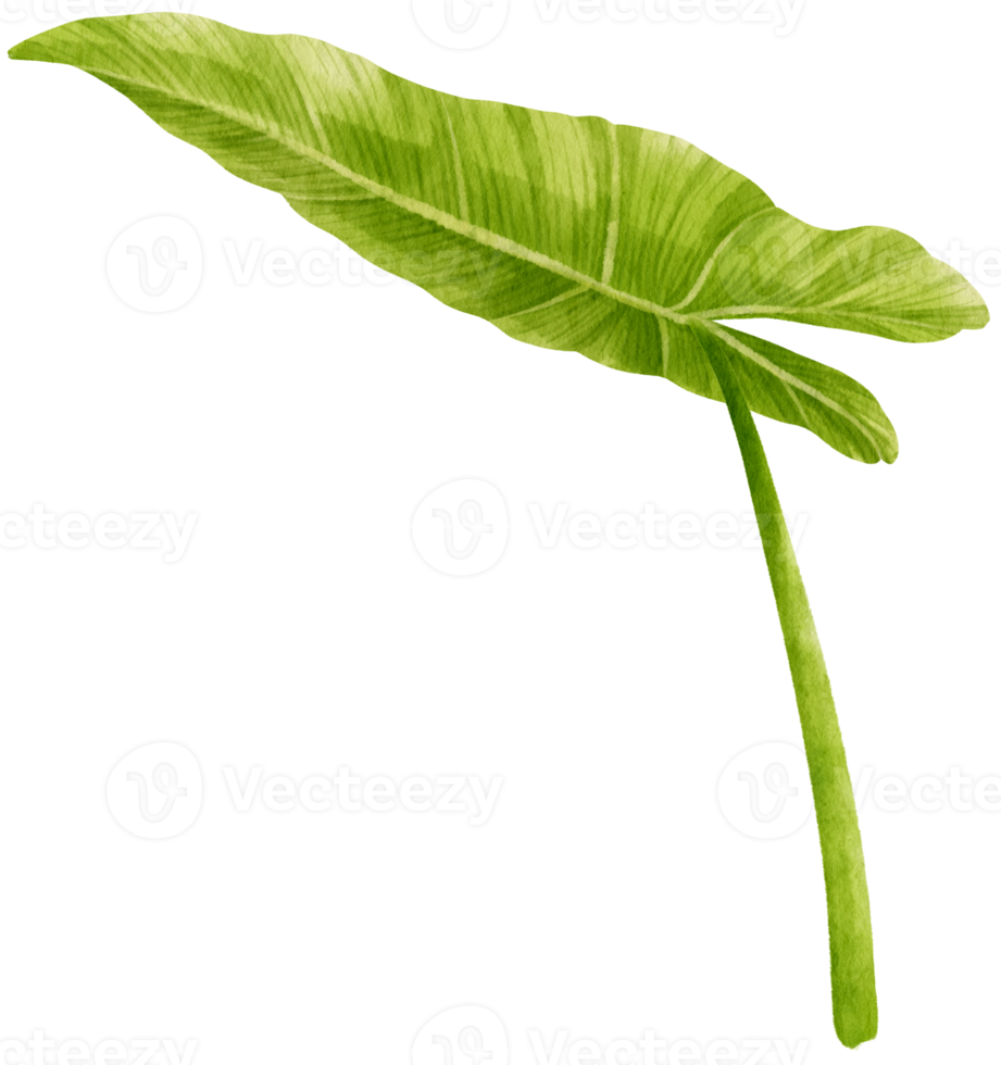 Philodendron tropical leaf watercolor illustration png
