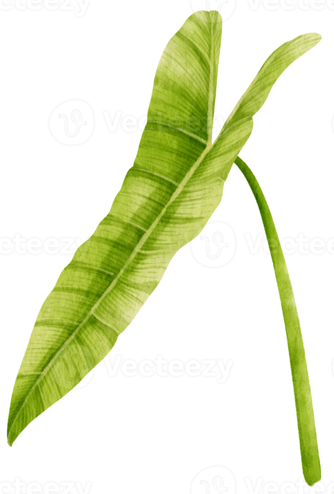 Philodendron tropical leaf watercolor illustration png