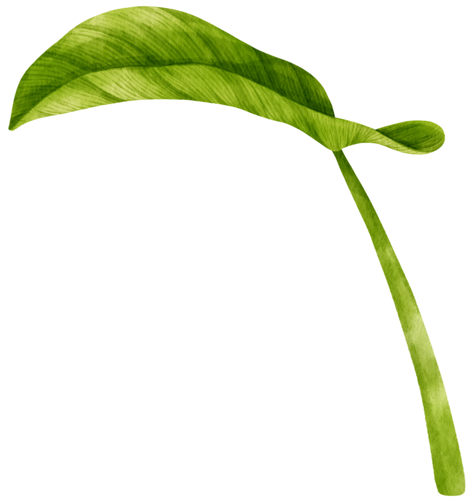 philodendron tropiska blad akvarell illustration png