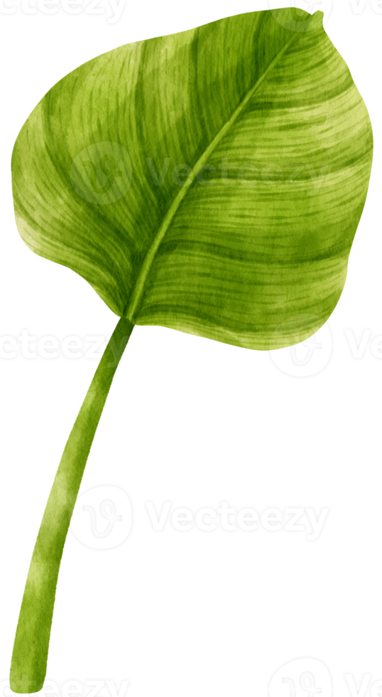 Philodendron tropical leaf watercolor illustration png