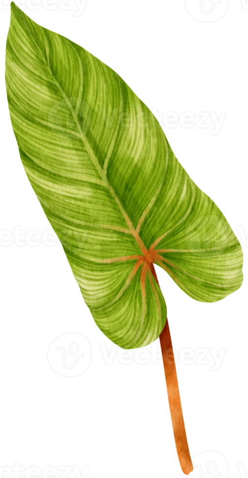 Philodendron tropical leaf watercolor illustration png