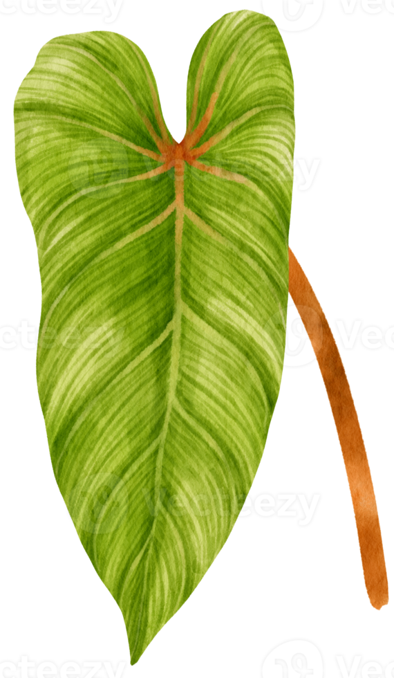 Philodendron tropical leaf watercolor illustration png