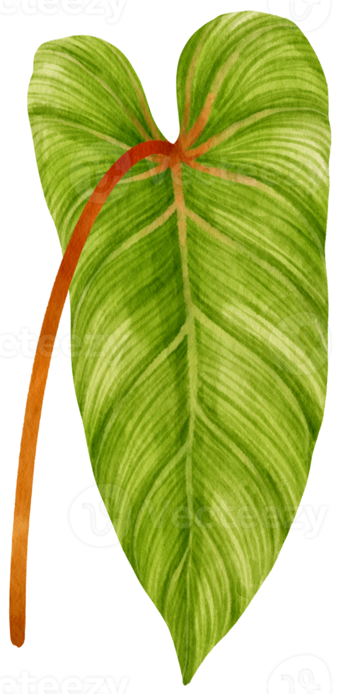 Philodendron tropical leaf watercolor illustration png