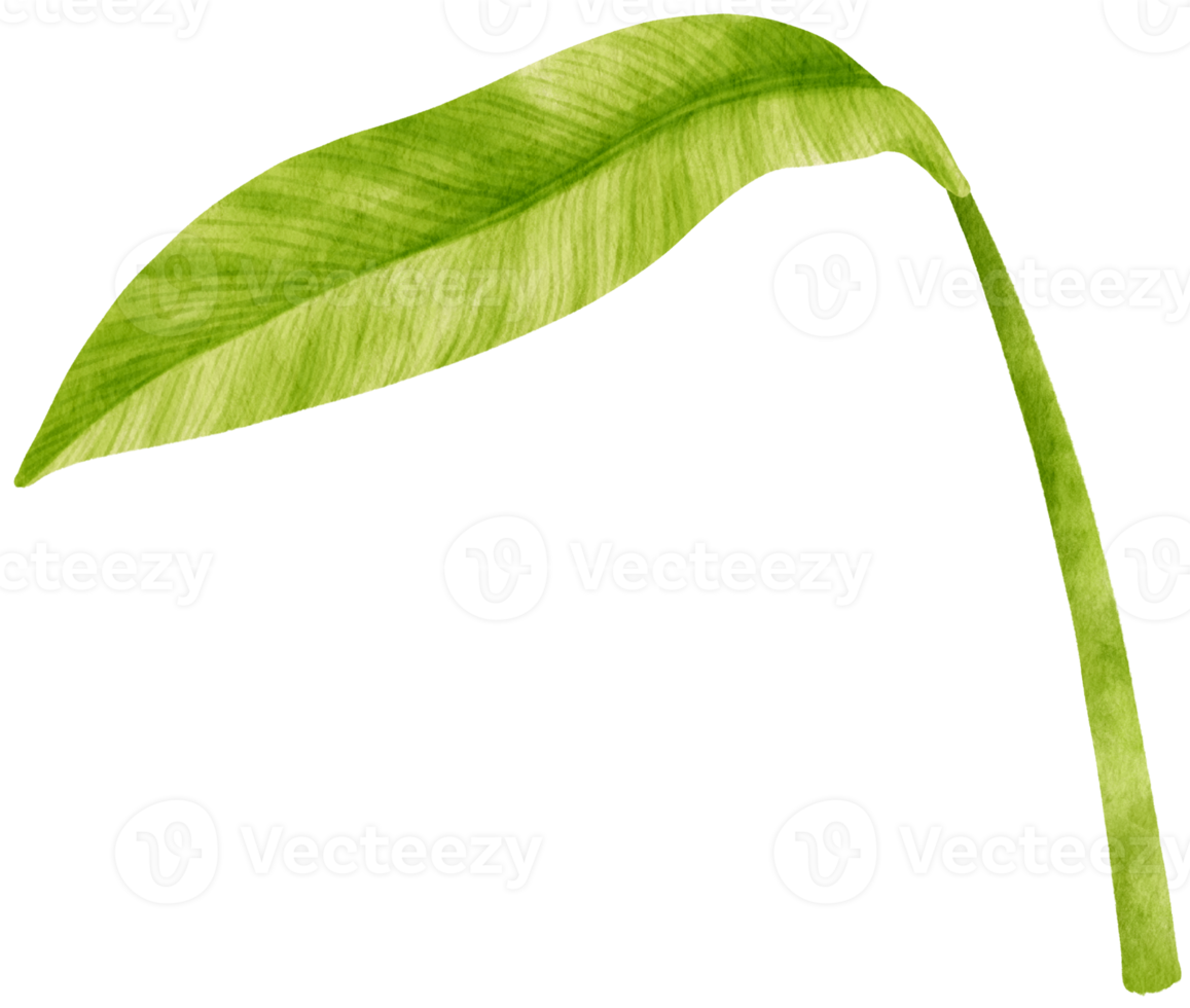 Spathiphyllum tropical leaf watercolor illustration png