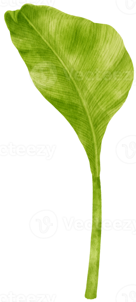 Spathiphyllum tropical leaf watercolor illustration png