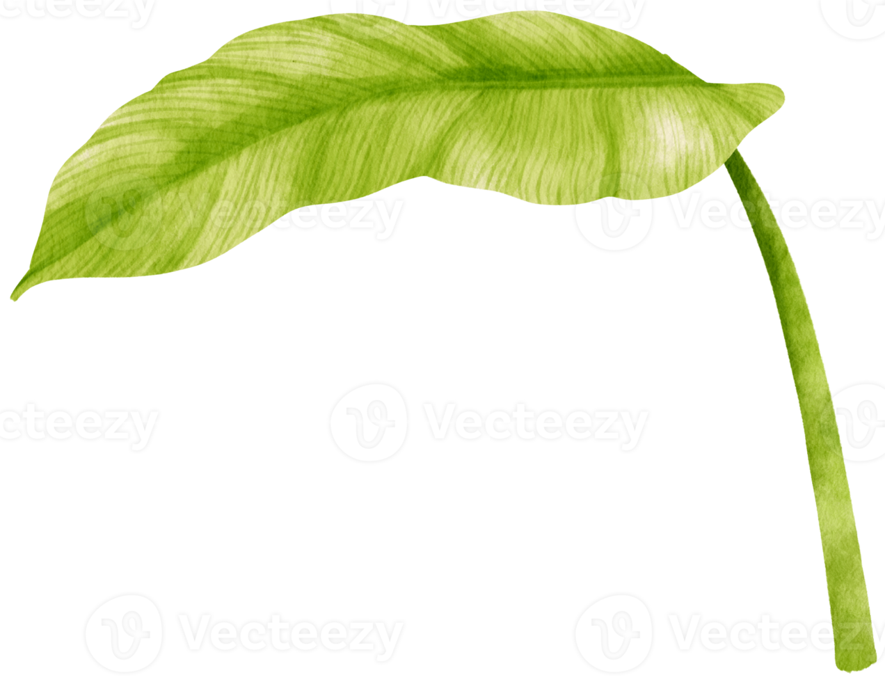 Spathiphyllum tropical leaf watercolor illustration png