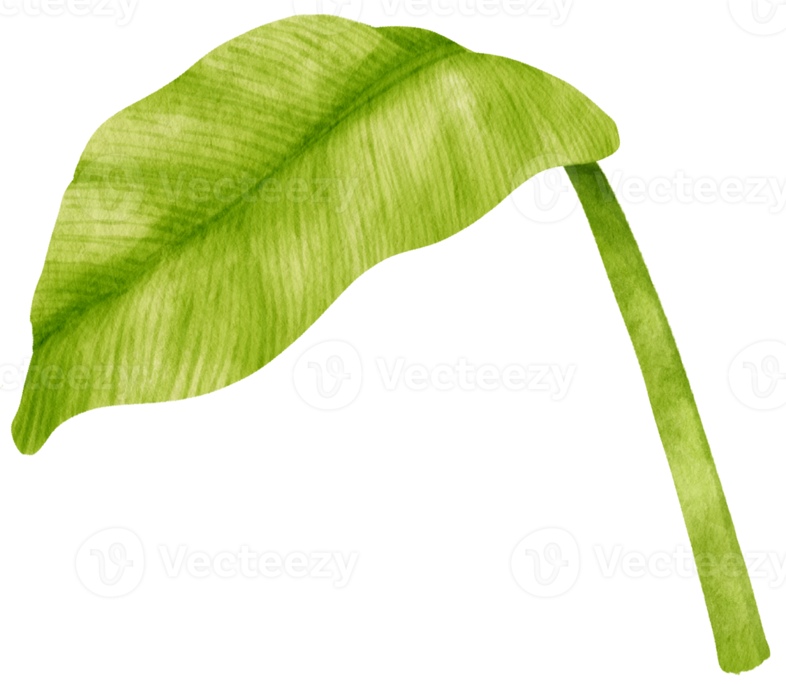 Spathiphyllum tropical leaf watercolor illustration png