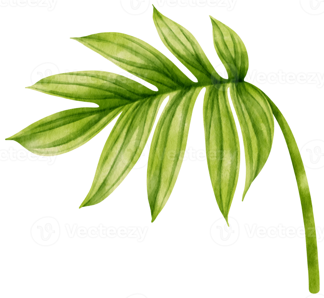Rhaphidophora decursiva tropical leaf watercolor png