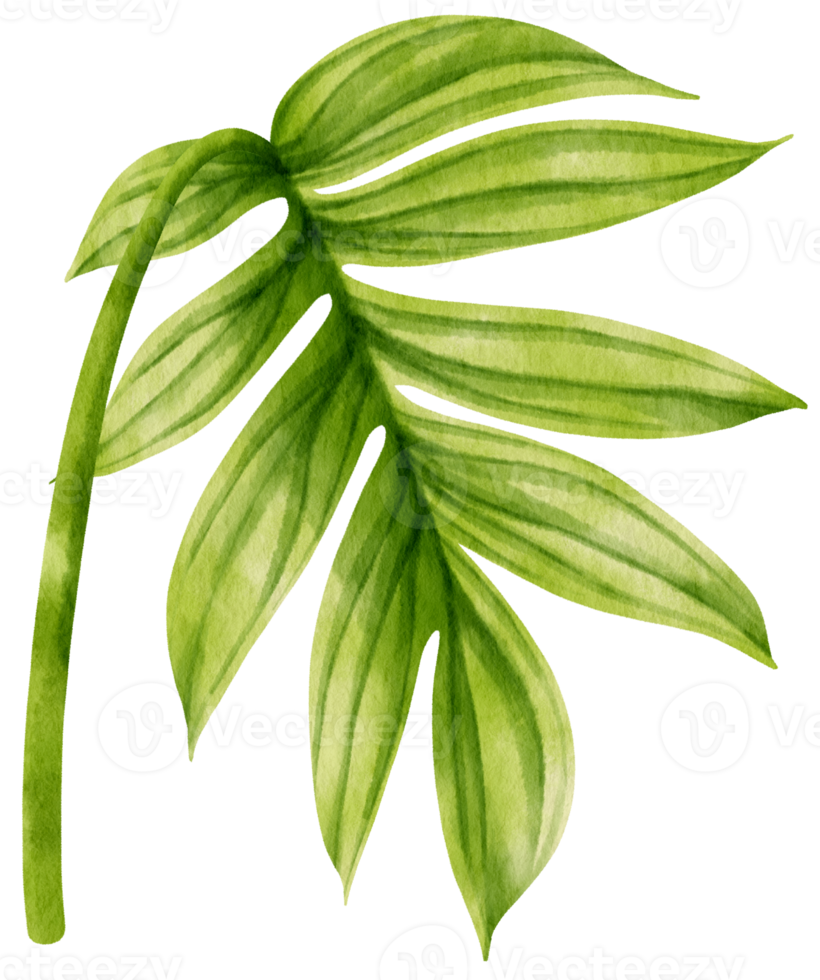 Rhaphidophora decursiva tropical leaf watercolor png