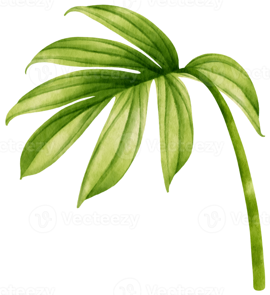 rhaphidophora decursiva hoja tropical acuarela png