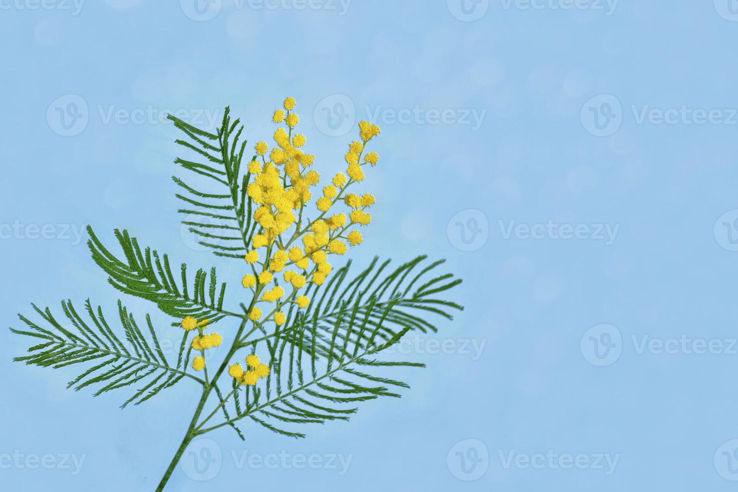 Bush of yellow spring flowers mimosa photo