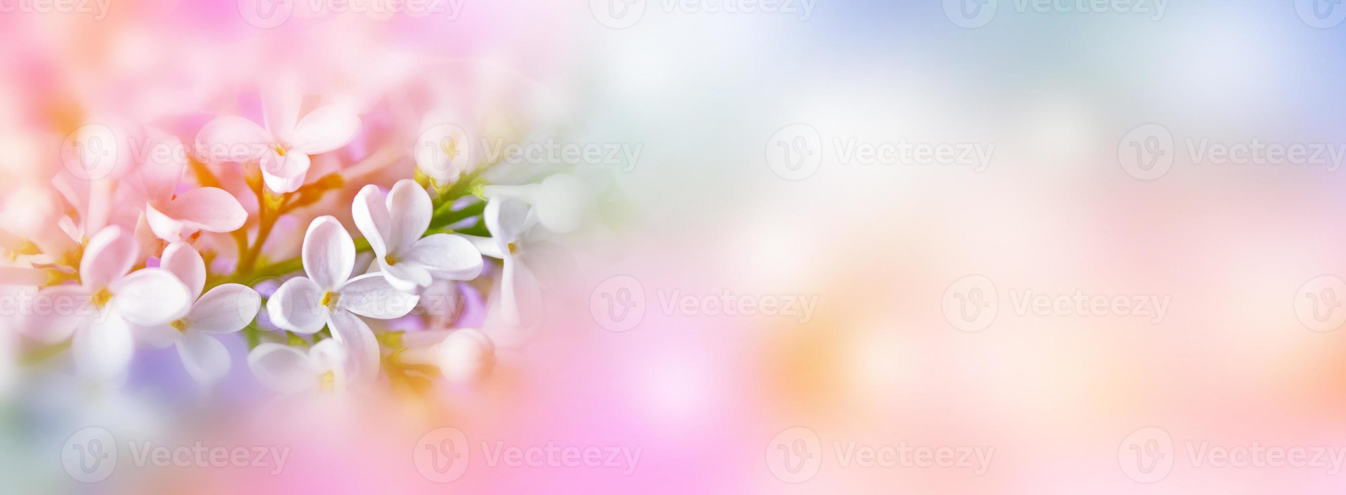 Bunches of flowers of lilac photo