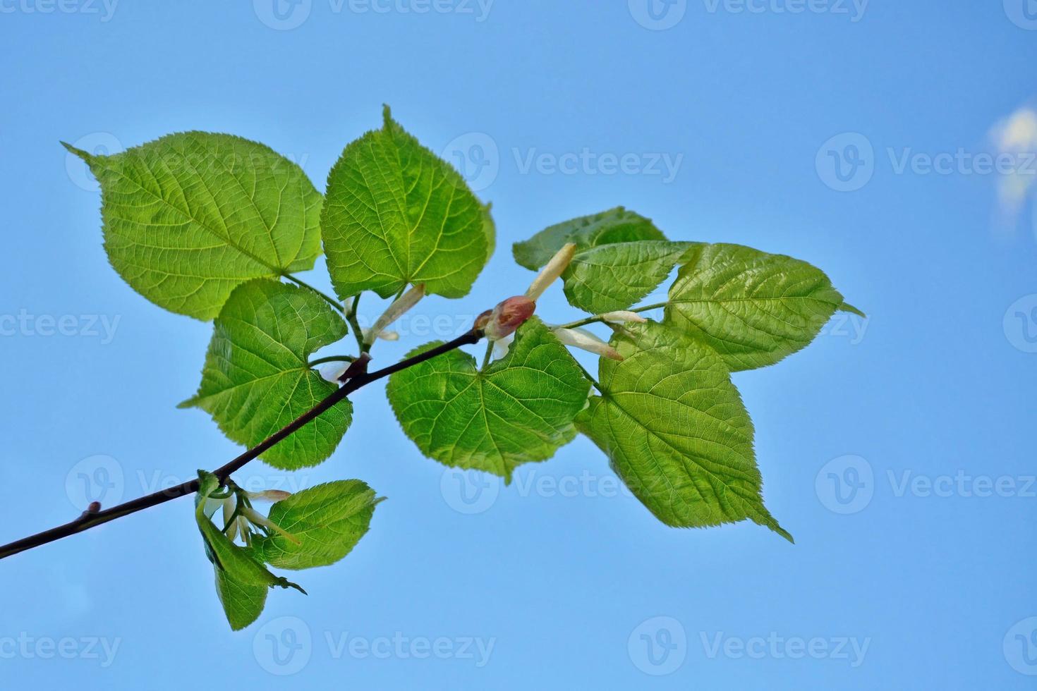Natural background. Young green leaves. photo