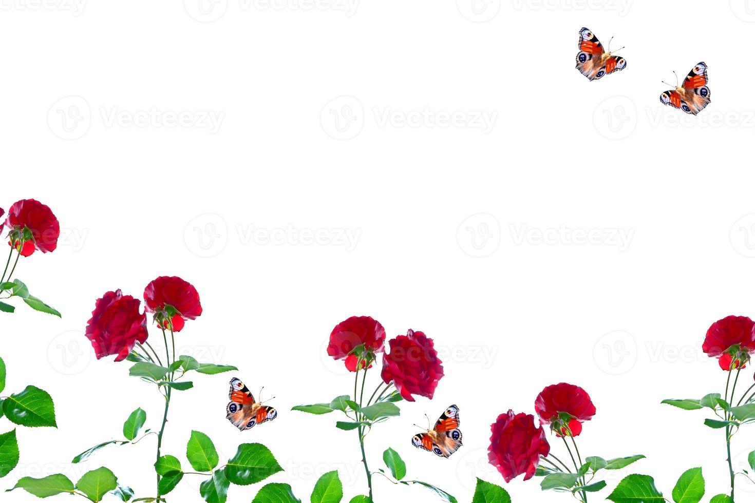 Bright colorful rose photo