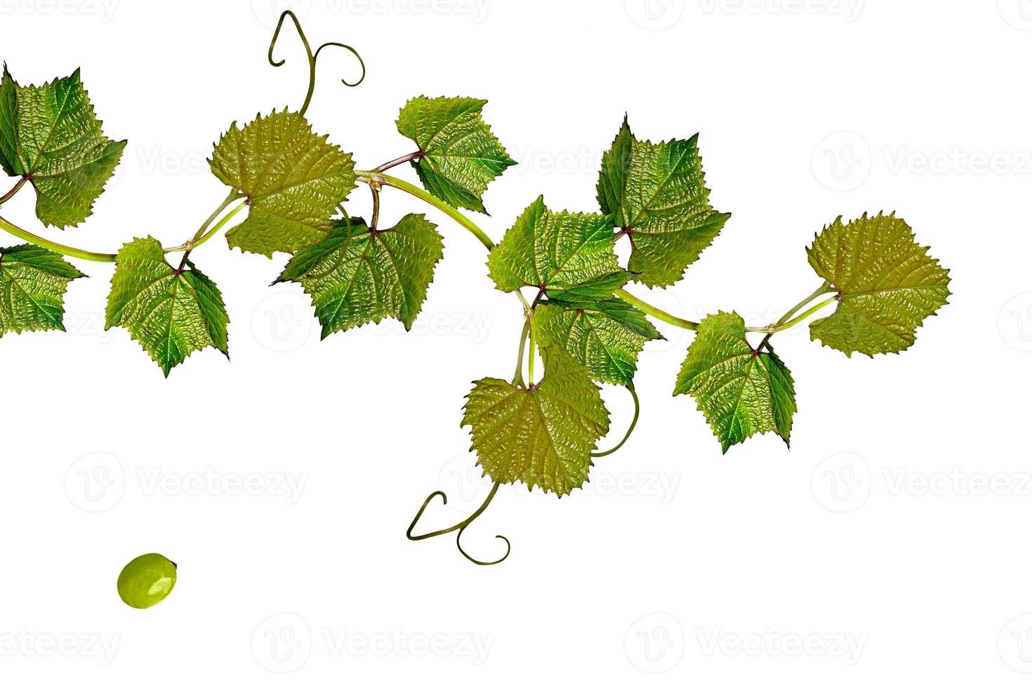The branch of grapes isolated on white background. photo