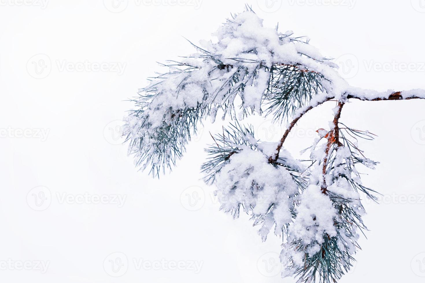 forest in the frost. Winter landscape. Snow covered trees. photo