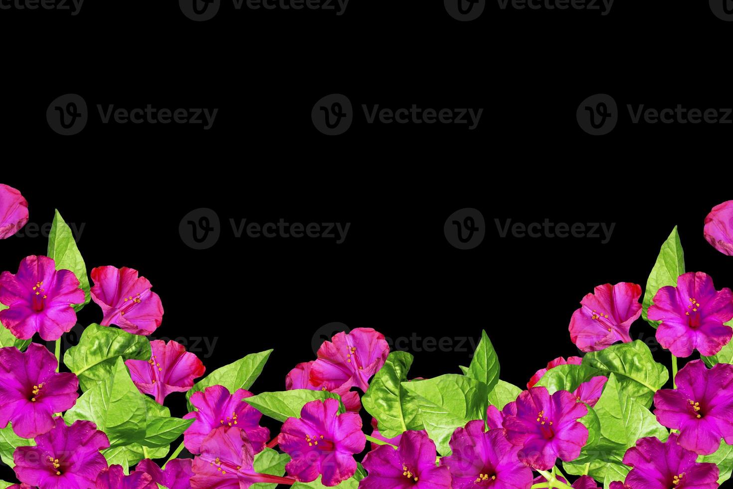 Autumn beautiful colorful morning glory flowers isolated on black background photo