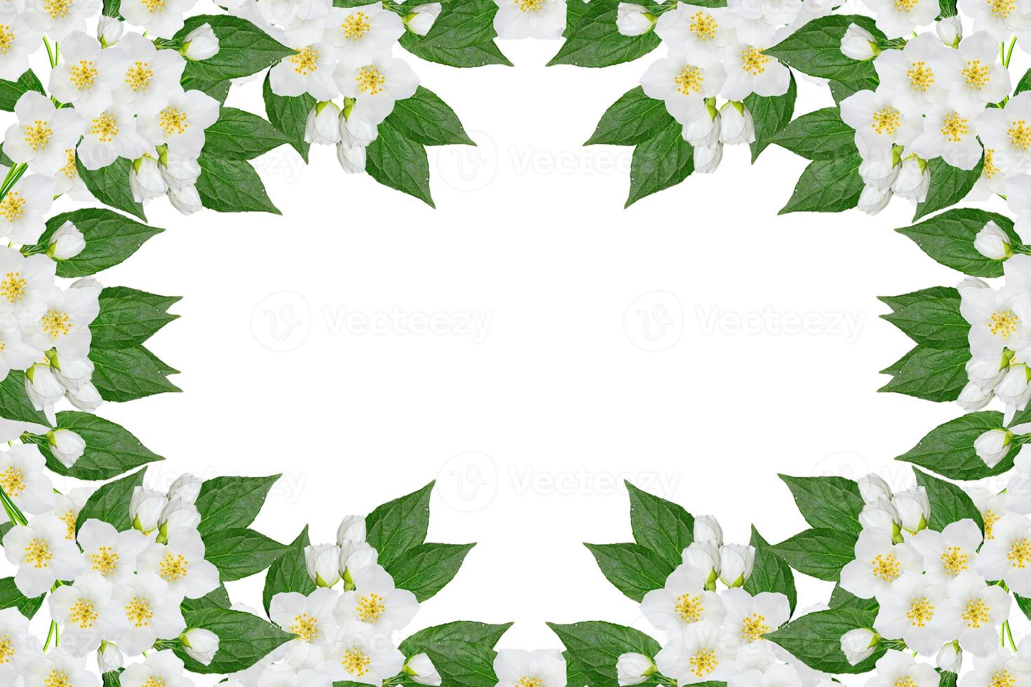 branch of jasmine flowers isolated on white background. spring photo