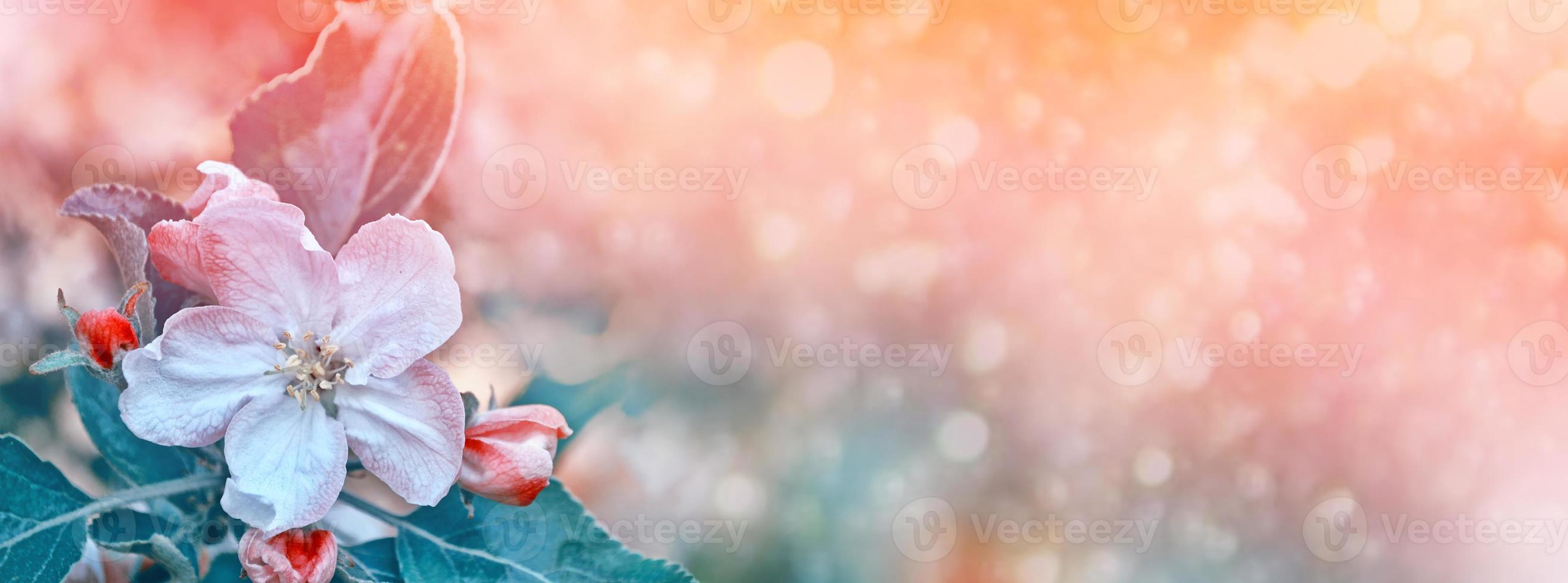 Bright colorful spring flowers photo