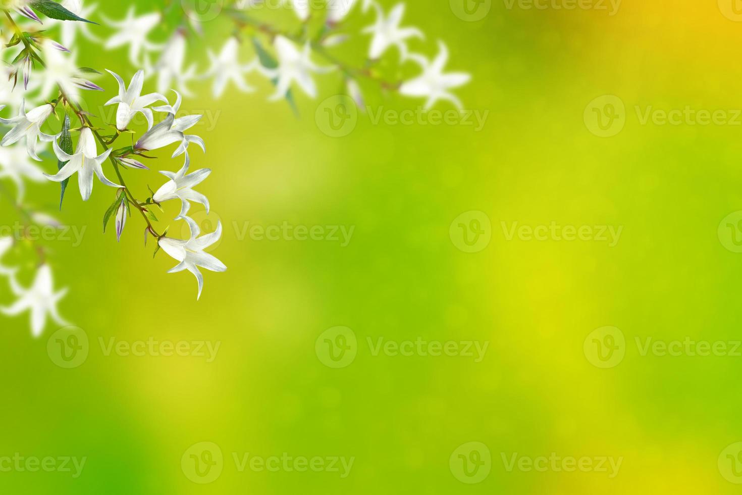 Floral background with bright spring flowers bells photo