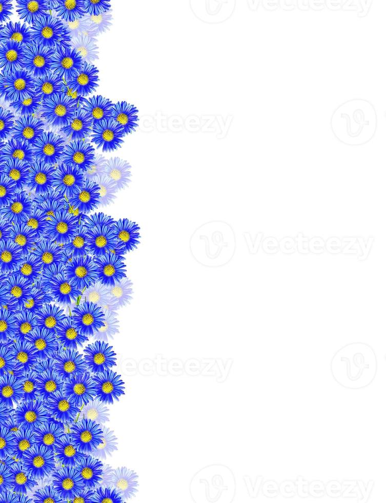 chrysanthemum isolated on white background photo