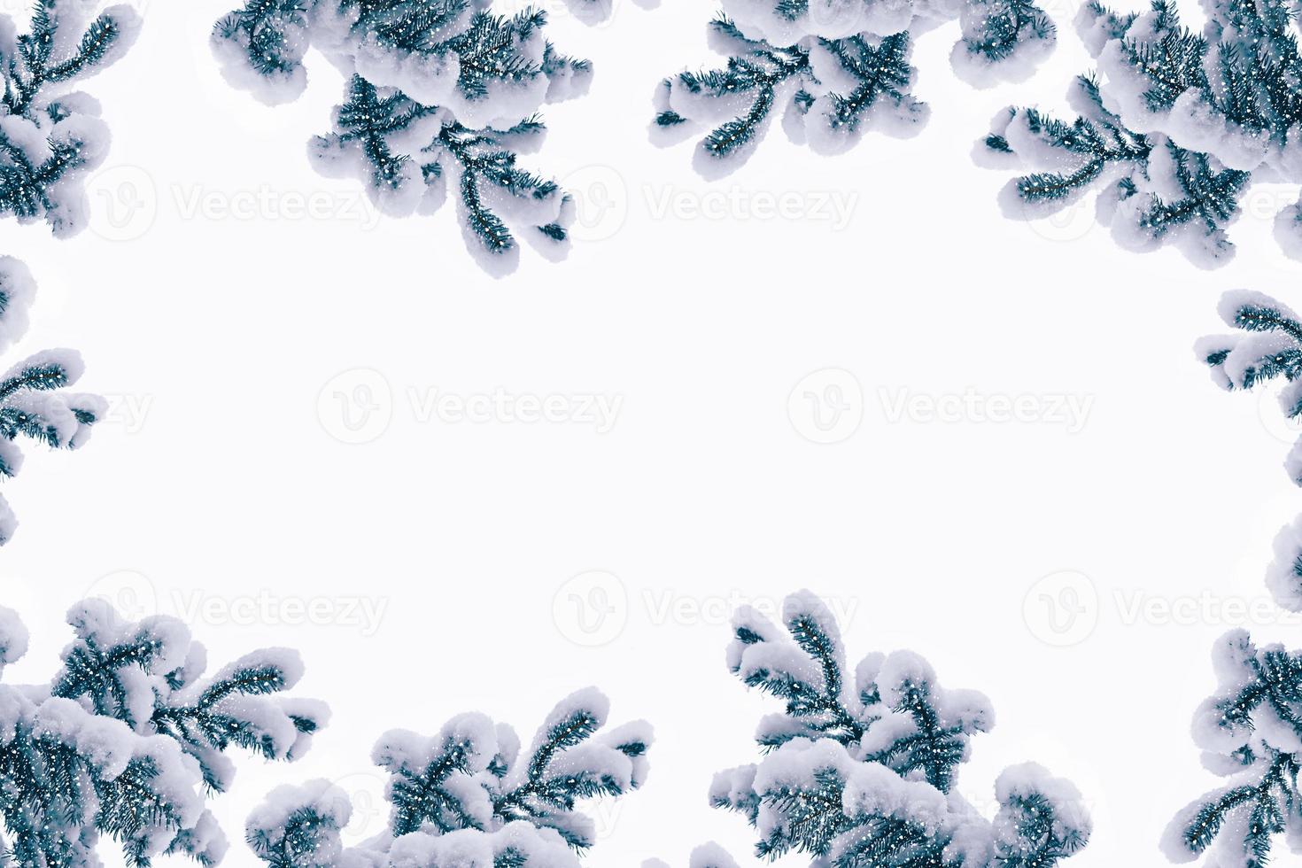 forest in the frost. Winter landscape. Snow covered trees. photo
