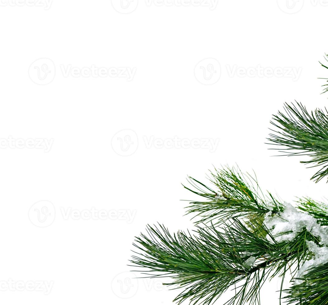 forest in the frost. Winter landscape. Snow covered trees. photo