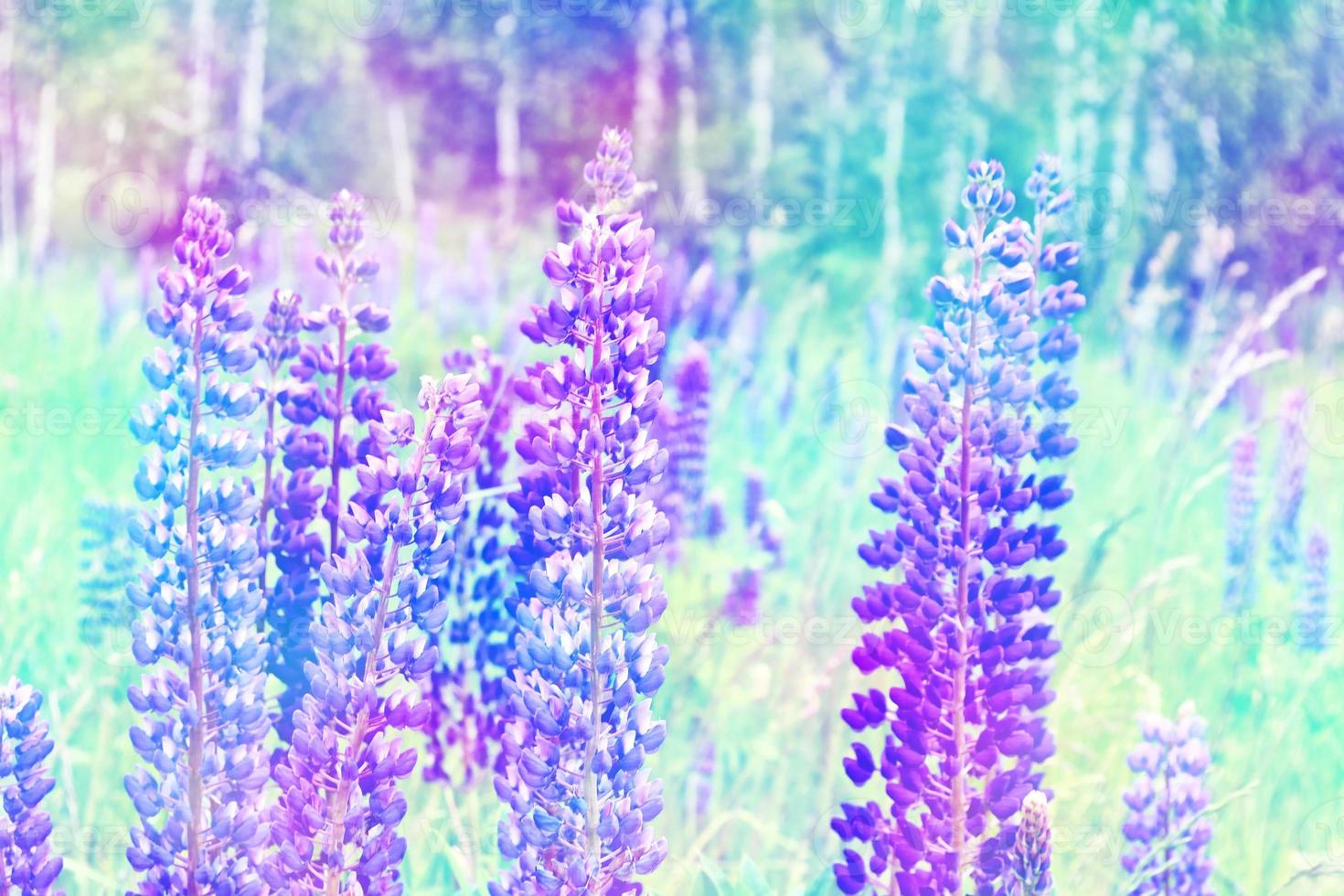 Summer landscape with beautiful bright lupine flowers photo
