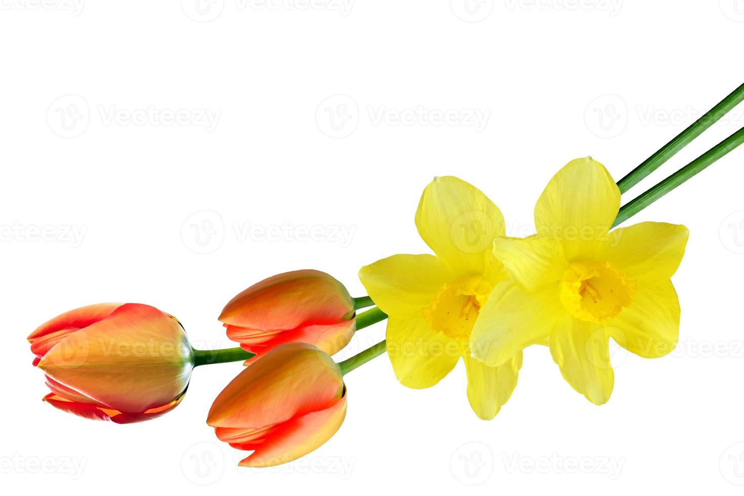 spring flowers narcissus isolated on white background photo