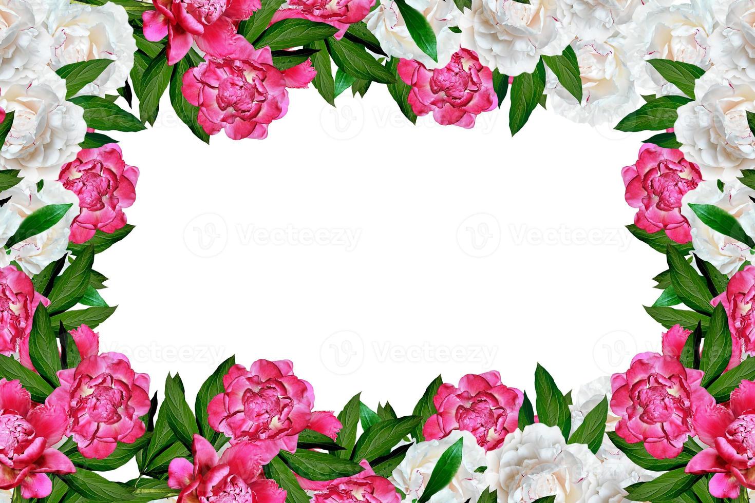 peony flowers isolated on white background. photo