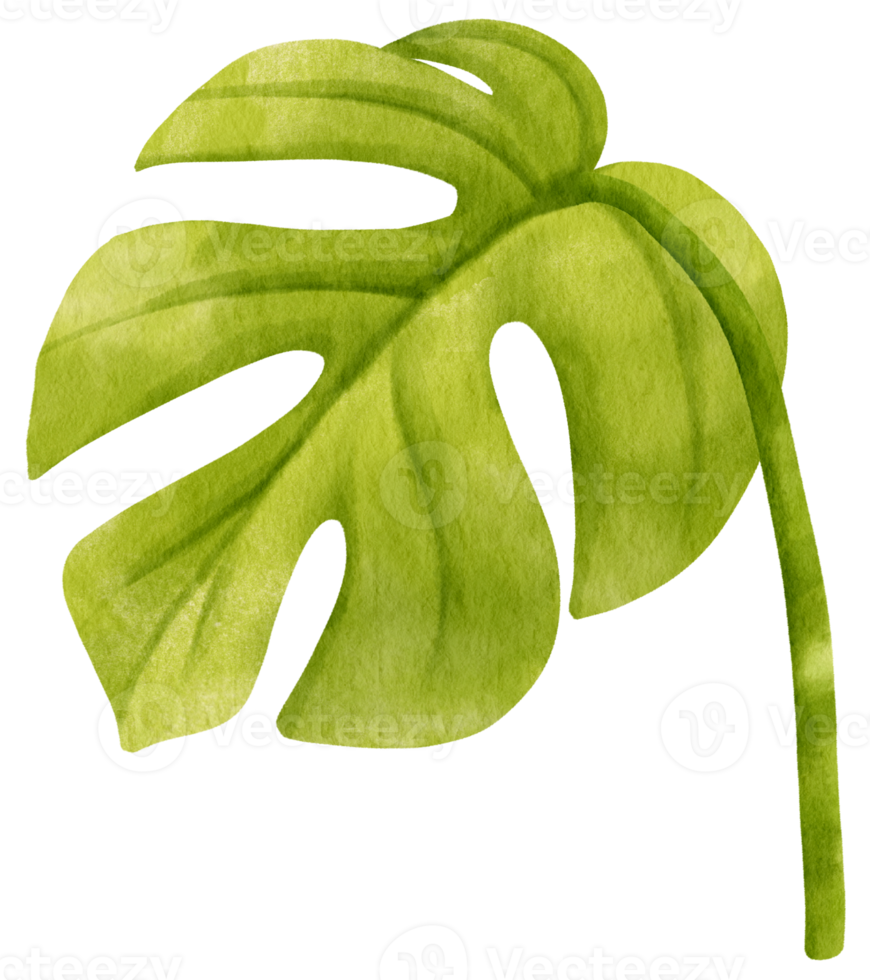 Ginny mini monstera leaf tropical watercolor illustration png