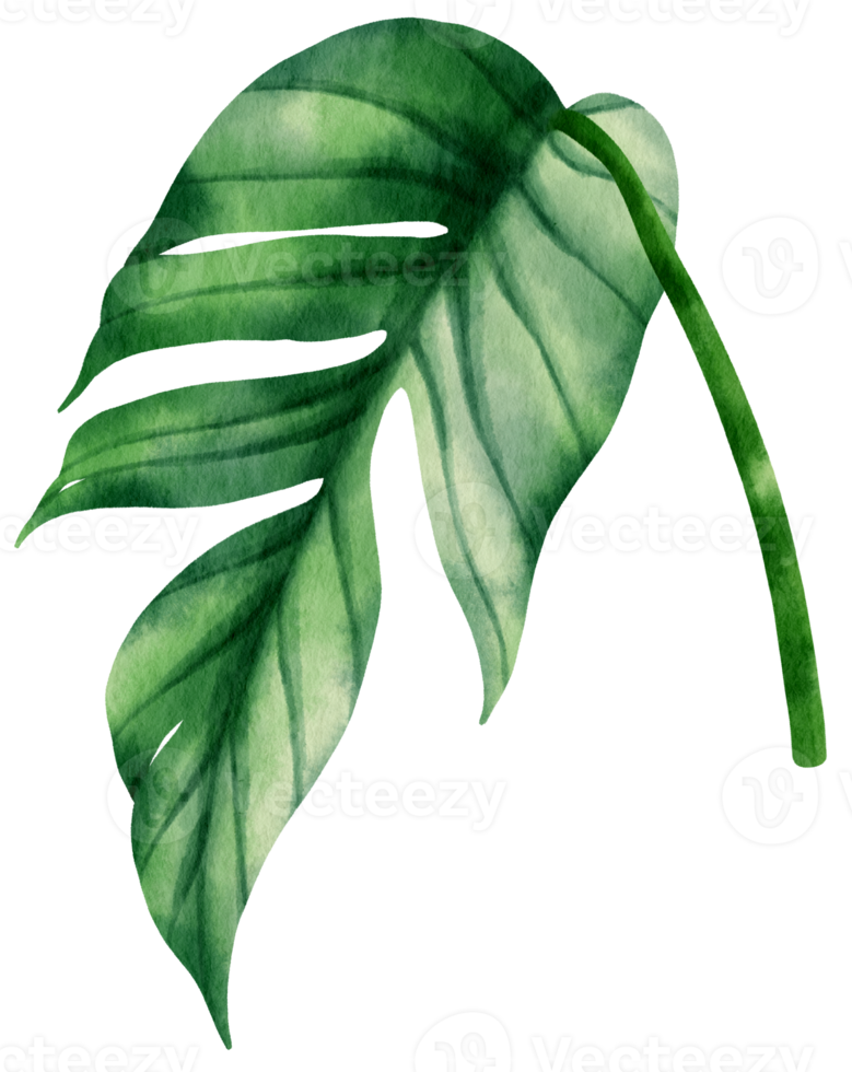 epipremnum pinnatum tropical leaf watercolor illustration png