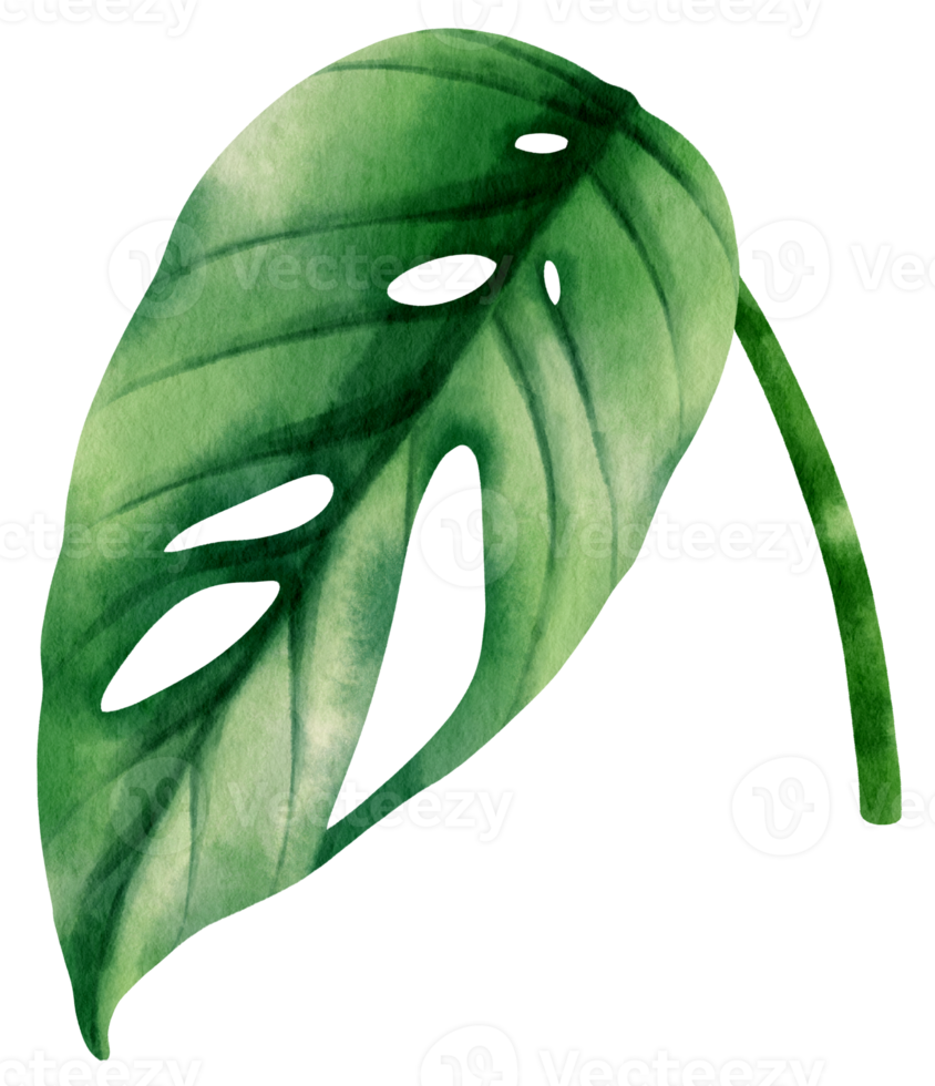 epipremnum pinnatum tropical leaf watercolor illustration png