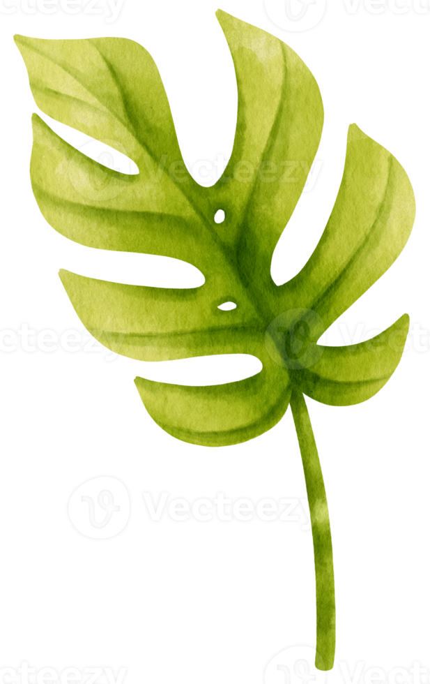 Ginny mini monstera leaf tropical watercolor illustration png