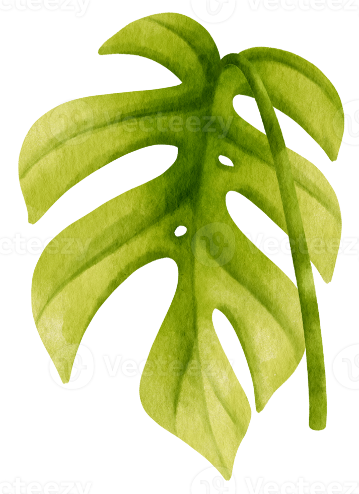 Ginny mini monstera leaf tropical watercolor illustration png