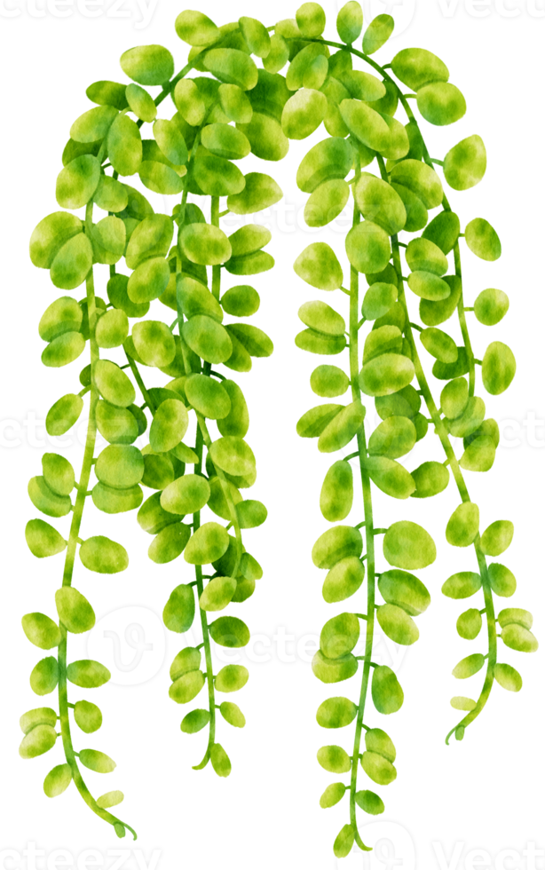 illustration aquarelle de plante d'intérieur peperomia à feuilles rondes png