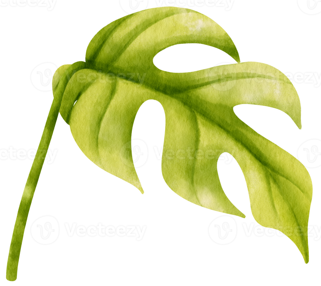 Ginny mini monstera leaf tropical watercolor illustration png