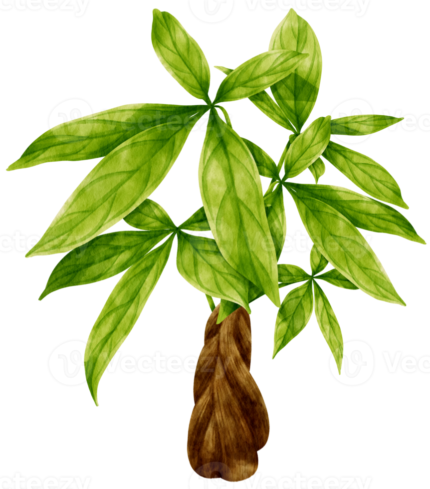 illustrazione dell'acquerello della pianta tropicale di pachira glabra png