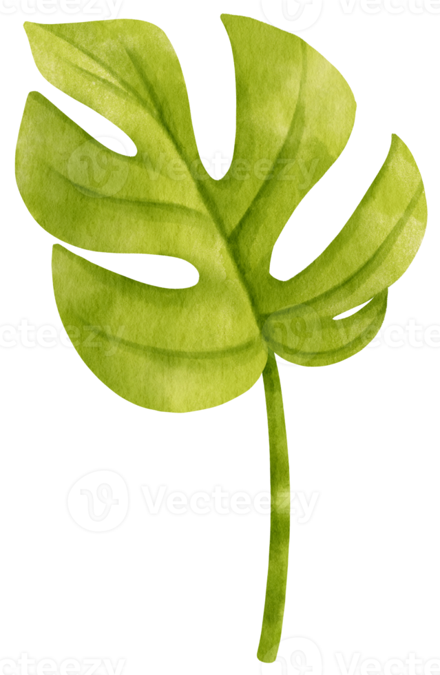 Ginny mini monstera leaf tropical watercolor illustration png