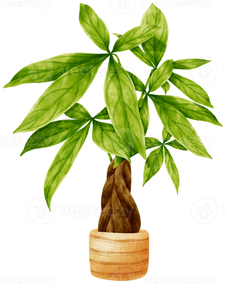 pachira glabra tropisk växt akvarellillustration png