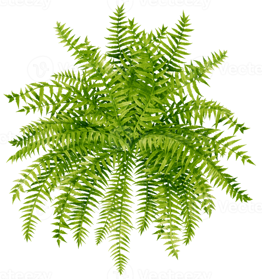 Fern tropical plant watercolor illustration png