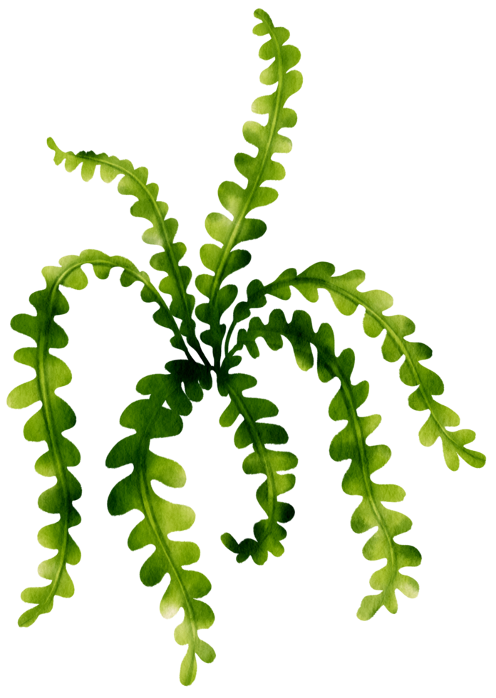 Fishbone cactus leaf watercolor illustration png