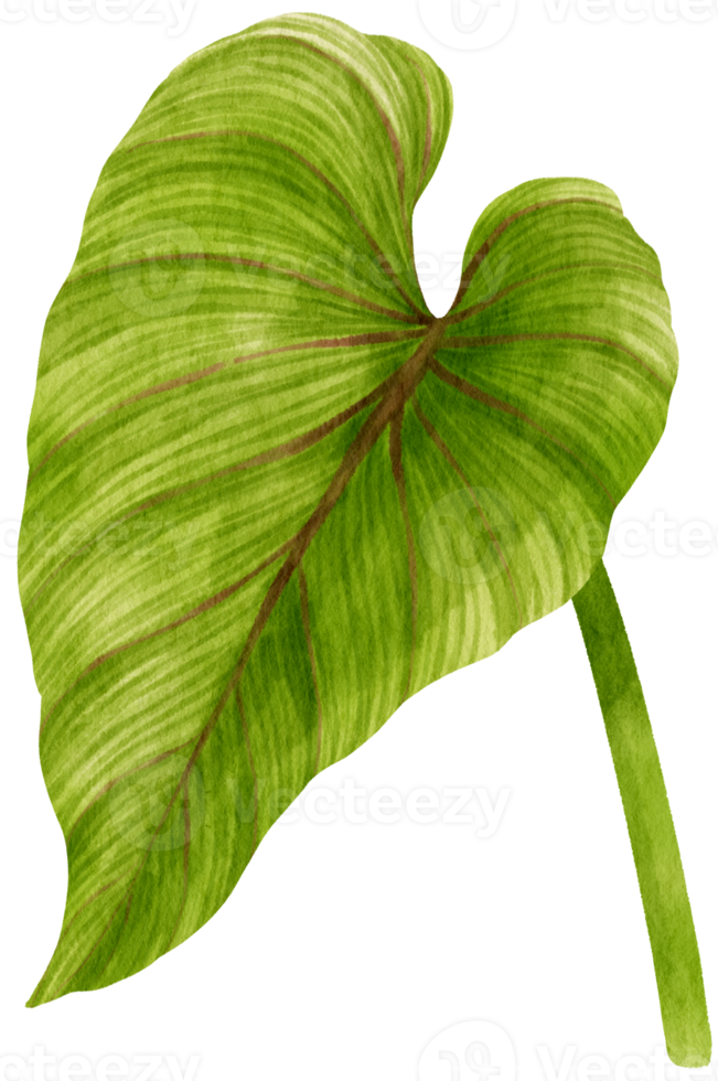 philodendron tropical leaf  watercolor png