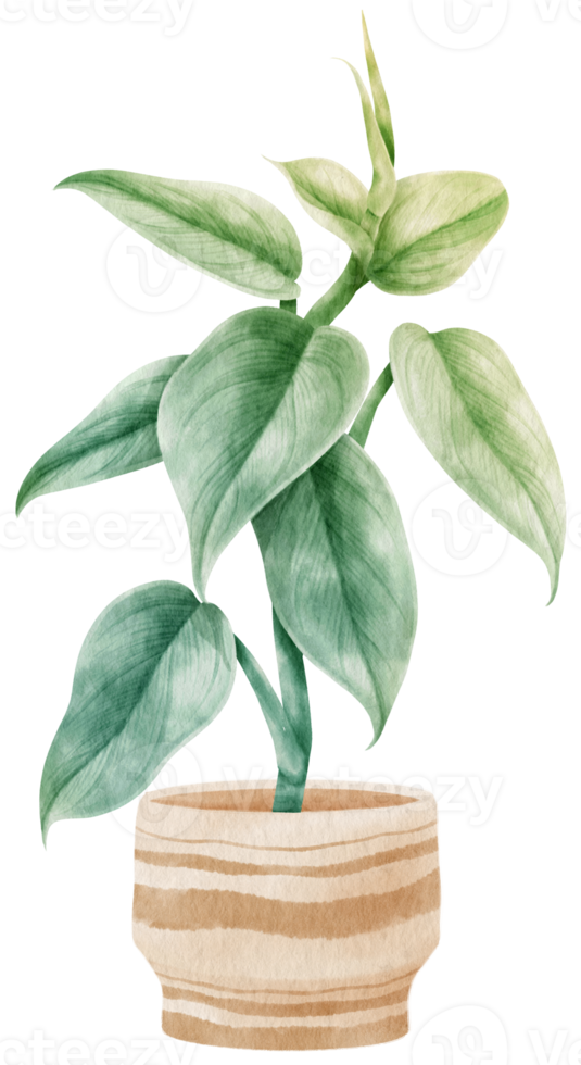 philodendron silver sword tropical leaf watercolor png