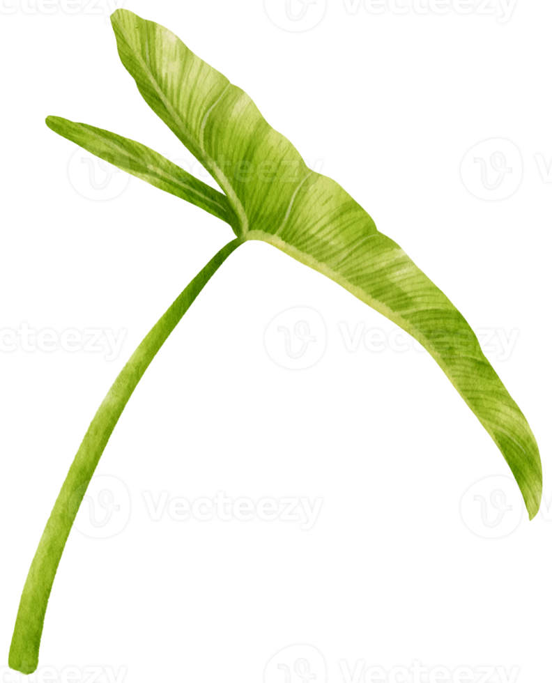 Philodendron tropical leaf watercolor illustration png