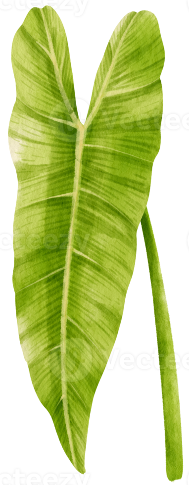 Philodendron tropical leaf watercolor illustration png