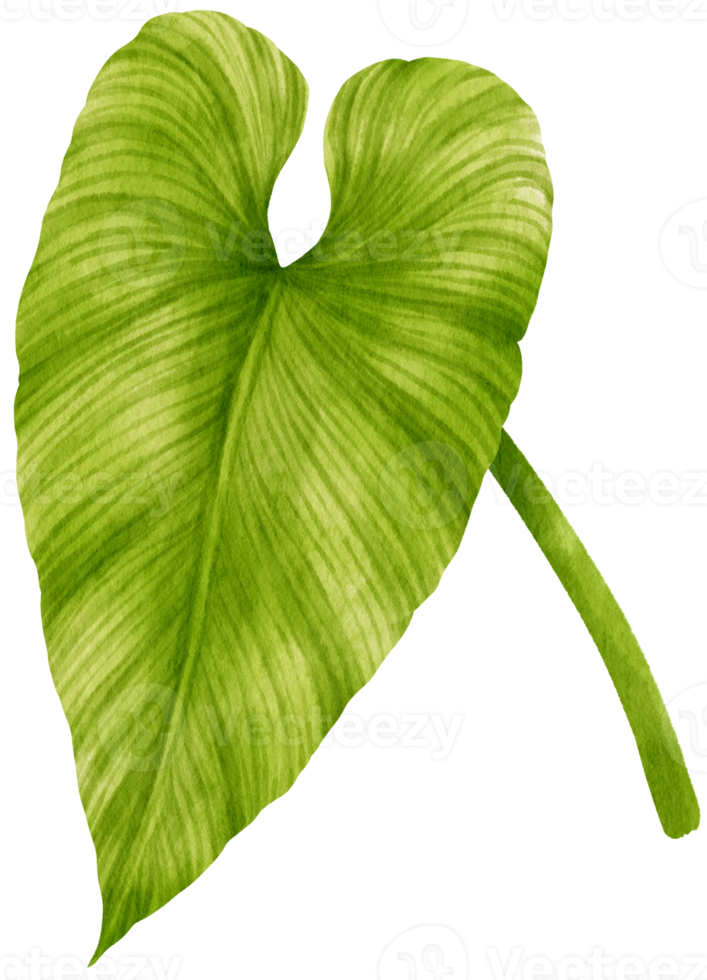 philodendron tropical leaf  watercolor png