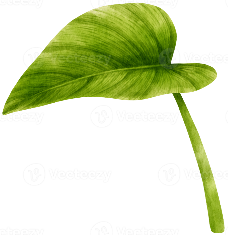 Philodendron tropical leaf watercolor illustration png