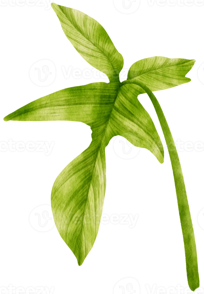 Philodendron tropical plant watercolor illustration png