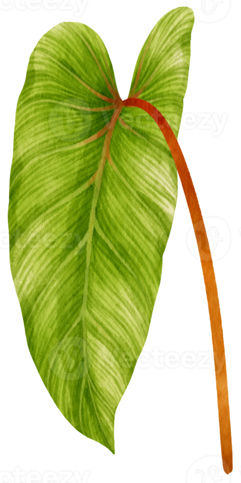 Philodendron tropical leaf watercolor illustration png